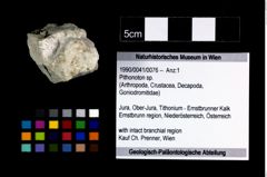 Foto (Objekt + Etikett) von Pithonoton sp.  (NHMW-GEO-1990-0041-0076)